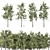 Tall Pine Trees Vol 19 Collection 3D model small image 6