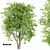 Polys: 1,011,193 - Towering 15m Beech Tree 3D model small image 1