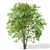 Polys: 1,011,193 - Towering 15m Beech Tree 3D model small image 2