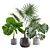 Exotic Indoor Plants Collection 3D model small image 1