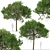 Australian Cheesewood Trees (2 Pack) 3D model small image 2