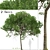 Australian Cheesewood Trees (2 Pack) 3D model small image 3