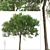 Australian Cheesewood Trees (2 Pack) 3D model small image 5