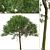 Australian Cheesewood Trees (2 Pack) 3D model small image 7