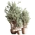 Lush Indoor Plant Set 3D model small image 1