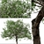 Evergreen Pear Tree Set: Pyrus kawakamii - 2 Trees 3D model small image 3