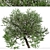 Evergreen Pear Tree Set: Pyrus kawakamii - 2 Trees 3D model small image 4