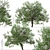 Evergreen Pear Tree Set: Pyrus kawakamii - 2 Trees 3D model small image 5