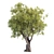 3D Tree Model - 2013 Version 3D model small image 2