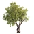 3D Tree Model - 2013 Version 3D model small image 3