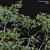 Vintage Fragrant Osmanthus 3D Models 3D model small image 2