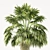Elegant Trio of Chinese Palms 3D model small image 7