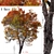 Trident Maple Tree: Beautifully Hardy & Easy to Grow 3D model small image 1