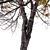 Trident Maple Tree: Beautifully Hardy & Easy to Grow 3D model small image 4