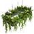 Hanging Indoor Ampelous Collection Plant 3D model small image 3