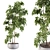 Elegant Ficus Indoor Plant 3D model small image 1