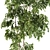 Elegant Ficus Indoor Plant 3D model small image 2