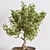 Exquisite Bonsai Tree Collection 3D model small image 4