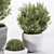 4 Pot Rosemary: Healthy & Fragrant Herb 3D model small image 2