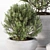 4 Pot Rosemary: Healthy & Fragrant Herb 3D model small image 3