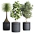 Indoor Plant Collection: 13 Varieties 3D model small image 2