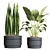 Indoor Plant Collection: 13 Varieties 3D model small image 3