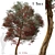 Manuka Tree: Native Beauty for Your Garden 3D model small image 1