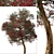 Manuka Tree: Native Beauty for Your Garden 3D model small image 3