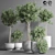 Indoor Plant Collection 13: Elegant Greenery for your Home 3D model small image 1