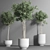 Indoor Plant Collection 13: Elegant Greenery for your Home 3D model small image 6