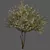 Everlasting Olive Tree 3D model small image 2