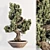 Realistic Bonsai Plant for Closeups 3D model small image 1