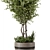 Rustic Concrete Pot with Outdoor Bush and Tree 3D model small image 2