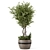 Rustic Concrete Pot with Outdoor Bush and Tree 3D model small image 5