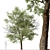 Quillaja saponaria Tree: Authentic Chilean Soap Bark 3D model small image 4