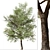 Quillaja saponaria Tree: Authentic Chilean Soap Bark 3D model small image 5