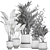 Exotic Indoor Plant Collection 3D model small image 6
