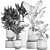 Tropical Plant Collection: Exotic and Indoor Plants 3D model small image 6