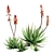 Crosbys Prolific Aloes: Versatile, High-Quality 2013 3D Model 3D model small image 3