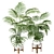 Kentia Marius: Premium House Plant 3D model small image 1
