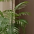 Kentia Marius: Premium House Plant 3D model small image 3