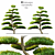 Macrophyllus Podocarpus 2014: 3D Model with High Polys 3D model small image 1