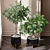 Natural Ficus Sam & Jim House Plants 3D model small image 2