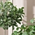 Natural Ficus Sam & Jim House Plants 3D model small image 3