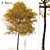 Texas Ash Tree Set (2 Trees) - Nature's Delight 3D model small image 1