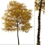 Texas Ash Tree Set (2 Trees) - Nature's Delight 3D model small image 3