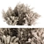 Serene Pampas: Dried Bush Set 3D model small image 1