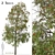 Weeping Bottlebrush Tree Set - Stunning Weeping Accent 3D model small image 1