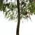 Weeping Bottlebrush Tree Set - Stunning Weeping Accent 3D model small image 4