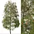 Weeping Bottlebrush Tree Set - Stunning Weeping Accent 3D model small image 5